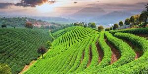 Tee Felder in China 
